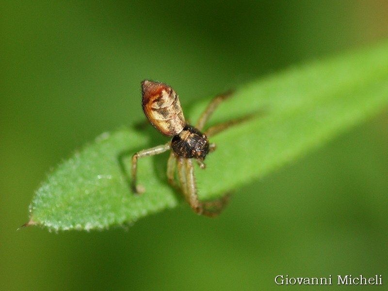 Tmarus sp. - Albano Vercellese (VC)